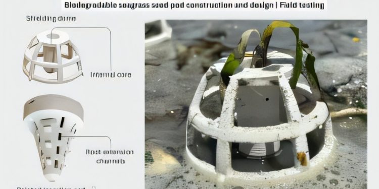 Capsule 3D biodegradabili per le praterie marine thailandesi