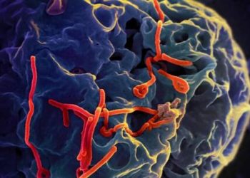 Ebola Bundibugyo, corsa a due vaccini sperimentali