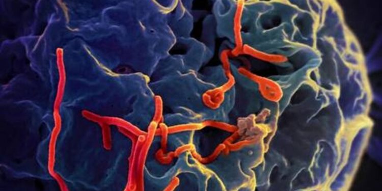 Ebola Bundibugyo, corsa a due vaccini sperimentali