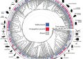 Negli artropodi gli spermatozoi cooperano per la fecondazione