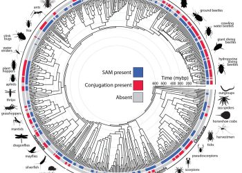 Negli artropodi gli spermatozoi cooperano per la fecondazione