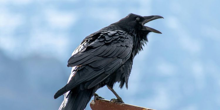 Olio sulle uova riduce la predazione dei corvi