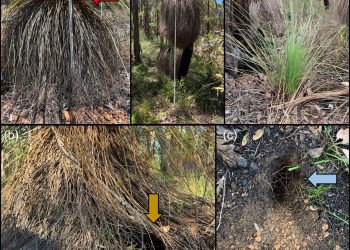 Quenda, meno scavi nelle foreste colpite da Phytophthora