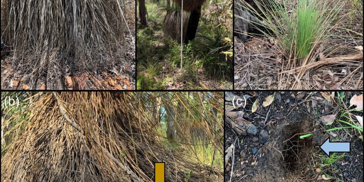 Quenda, meno scavi nelle foreste colpite da Phytophthora