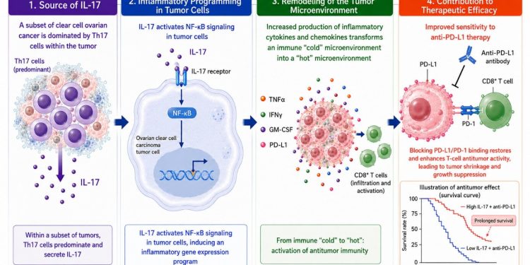 Tumore ovarico, IL-17 può orientare l’immunoterapia